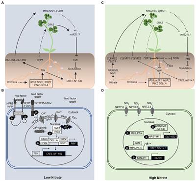 Nitrogen and Phosphorus Signaling and Transport During Legume–Rhizobium Symbiosis